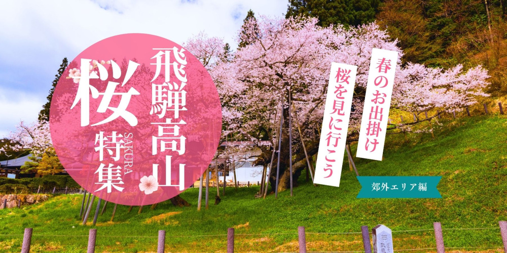 【2025春】飛騨高山の桜（郊外ドライブコース）